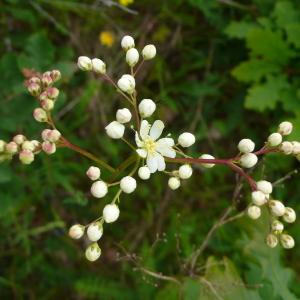 Photographie n°2562289 du taxon Filipendula vulgaris Moench [1794]