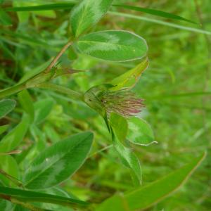 Photographie n°2562295 du taxon Trifolium medium subsp. medium
