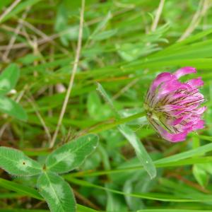 Photographie n°2562296 du taxon Trifolium medium subsp. medium