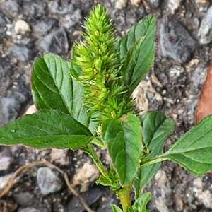 Photographie n°2562307 du taxon Amaranthus retroflexus L.