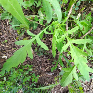 Photographie n°2562322 du taxon Papaver rhoeas L.