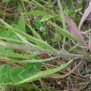 Photographie n°2562333 du taxon Cyanus segetum Hill [1762]