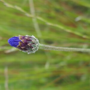 Photographie n°2562336 du taxon Cyanus segetum Hill [1762]