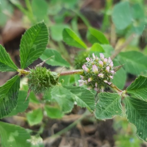 Photographie n°2562365 du taxon Trifolium glomeratum L.