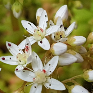 Photographie n°2562377 du taxon Sedum album L.