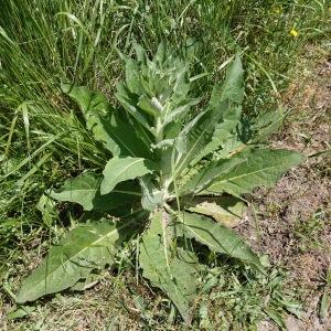 Photographie n°2562381 du taxon Verbascum lychnitis L.