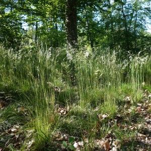 Photographie n°2562390 du taxon Deschampsia flexuosa (L.) Trin.