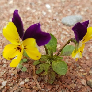 Photographie n°2562392 du taxon Viola tricolor L. [1753]
