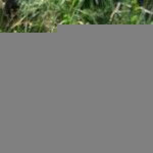 Photographie n°2562497 du taxon Lathyrus annuus L. [1753]