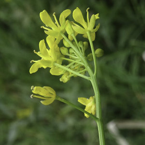 Photographie n°2562570 du taxon Rorippa amphibia (L.) Besser [1821]