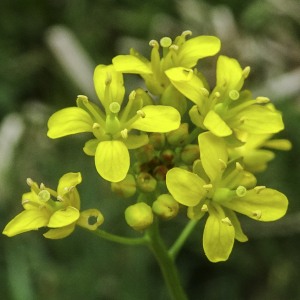 Photographie n°2562574 du taxon Rorippa amphibia (L.) Besser [1821]