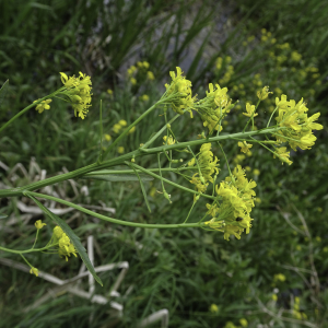 Photographie n°2562575 du taxon Rorippa amphibia (L.) Besser [1821]