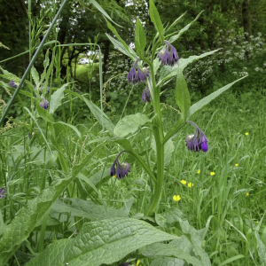 Photographie n°2562583 du taxon Symphytum officinale subsp. officinale