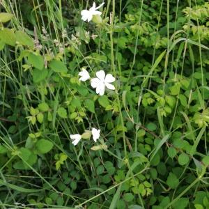 Photographie n°2562595 du taxon Silene alba (Mill.) E.H.L.Krause [1901]