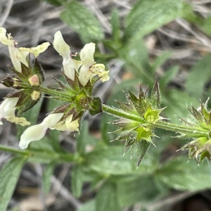 Photographie n°2562636 du taxon Stachys recta L.