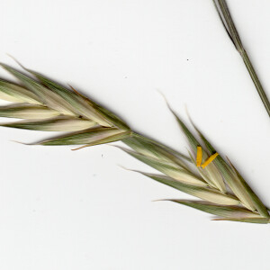 Photographie n°2562656 du taxon Bromus secalinus L.
