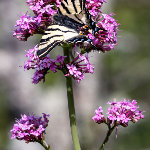 Photographie n°2562726 du taxon Centranthus ruber (L.) DC.