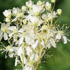 Photographie n°2562851 du taxon Filipendula vulgaris Moench [1794]