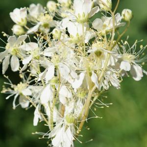 Photographie n°2562852 du taxon Filipendula vulgaris Moench [1794]