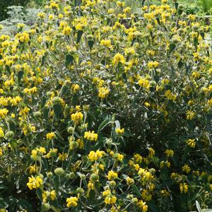 Photographie n°2562868 du taxon Phlomis fruticosa L. [1753]