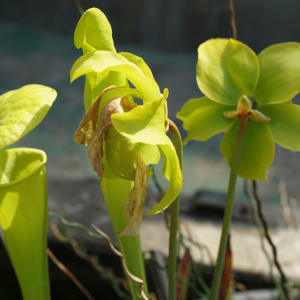  - Sarracenia flava L. [1753]