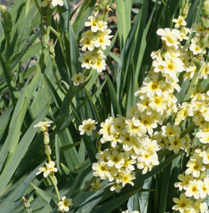 Liliane Roubaudi, le 25 mai 2023 (Lyon (Parc de la Tête d'Or))