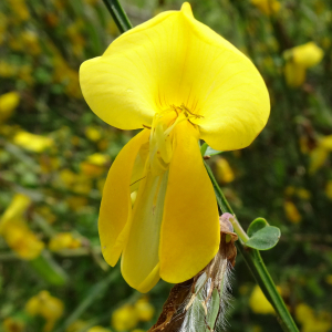 Photographie n°2563073 du taxon Cytisus scoparius (L.) Link [1822]