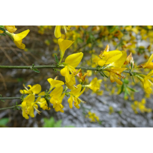 Genista florida L.