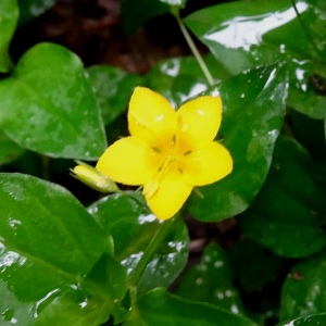 Photographie n°2563090 du taxon Lysimachia nemorum L. [1753]