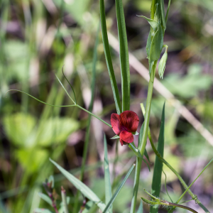 Photographie n°2563103 du taxon Lathyrus cicera L.