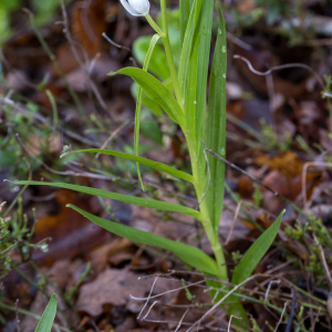 Photographie n°2563106 du taxon Cephalanthera longifolia (L.) Fritsch