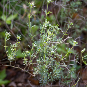 Photographie n°2563118 du taxon Lotus dorycnium L. [1753]