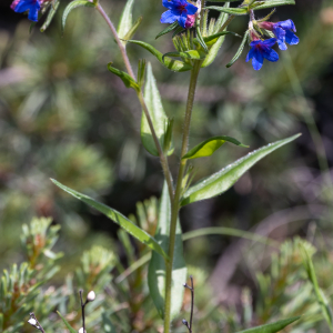 Photographie n°2563120 du taxon Buglossoides purpurocaerulea (L.) I.M.Johnst.