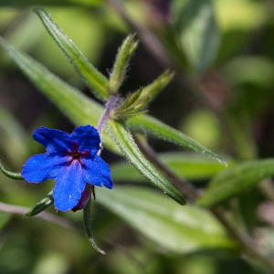 Photographie n°2563121 du taxon Buglossoides purpurocaerulea (L.) I.M.Johnst.