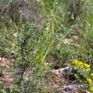 Photographie n°2563123 du taxon Lotus dorycnium L.