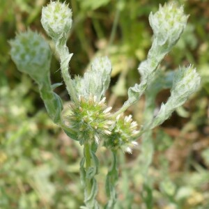 Photographie n°2563143 du taxon Filago germanica (L.) L. [1759]