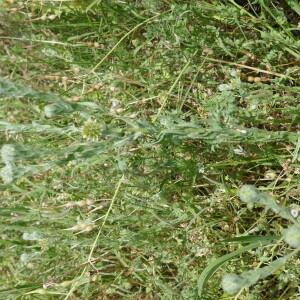 Photographie n°2563144 du taxon Filago germanica (L.) L. [1759]