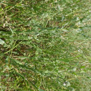 Photographie n°2563145 du taxon Filago germanica (L.) L. [1759]