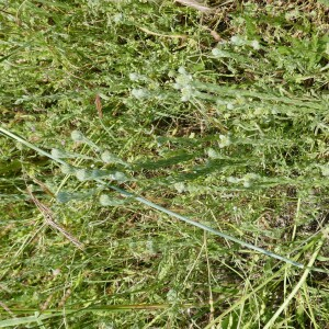 Photographie n°2563146 du taxon Filago germanica (L.) L. [1759]