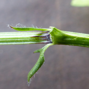 Photographie n°2563168 du taxon Vicia dasycarpa Ten. [1829]