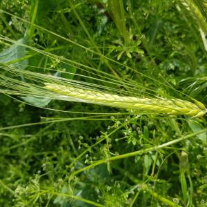 Photographie n°2563187 du taxon Hordeum vulgare L.