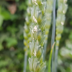 Photographie n°2563189 du taxon Triticum aestivum L.