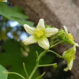 Photographie n°2563192 du taxon Bryonia dioica Jacq.