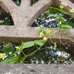 Photographie n°2563193 du taxon Bryonia dioica Jacq.