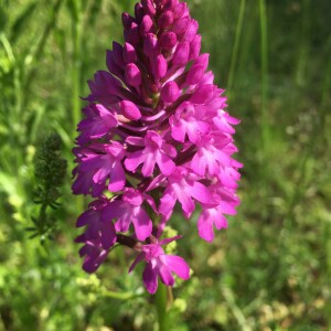 Photographie n°2563213 du taxon Anacamptis pyramidalis var. pyramidalis