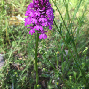 Photographie n°2563214 du taxon Anacamptis pyramidalis var. pyramidalis