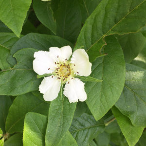 Photographie n°2563223 du taxon Crataegus germanica (L.) Kuntze [1891]