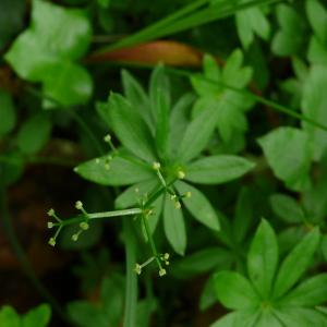 Photographie n°2563228 du taxon Galium odoratum (L.) Scop. [1771]