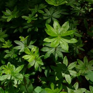 Photographie n°2563229 du taxon Galium odoratum (L.) Scop. [1771]