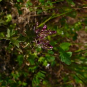 Photographie n°2563259 du taxon Parentucellia latifolia (L.) Caruel